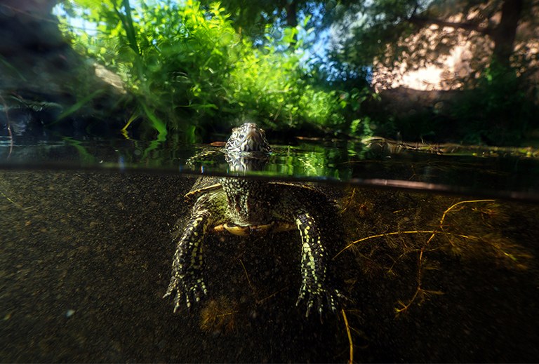 © Sumpfschildkröte © Benedikt Reisner